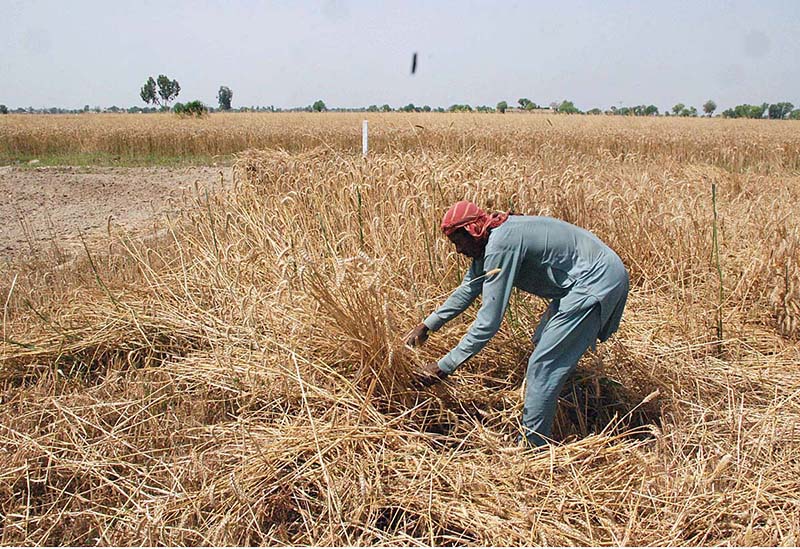 Farmers Busy In Harvesting Wheat Crop Using Old Method In Their Field