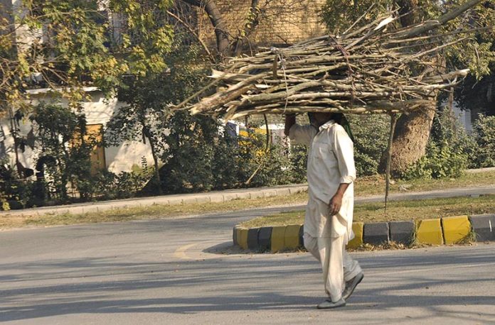 A man carrying a bundle of dry wood on his back for domestic use.