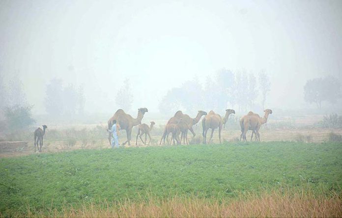 A shepherd taking their herd of camels toward grazing field during foggy weather