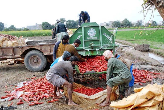 Farmers washing fresh carrots after harvesting to pack carrots in bags for delivery at vegetable market in the city