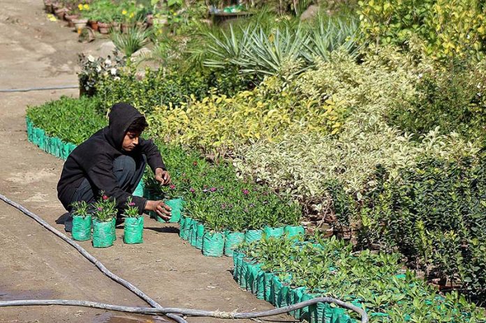 A young gardener busy arranging mini plants at a local nursery