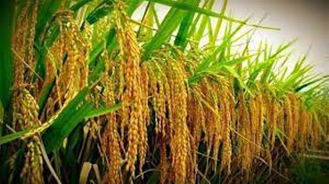 Pak China Hybrid Rice A Model Of Agricultural Cooperation