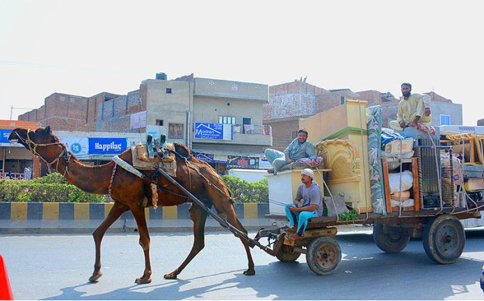 Camel cart holder on the way loaded with household items