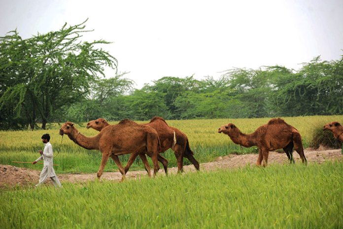 A shepherd taking their herd of camels for grazing toward field