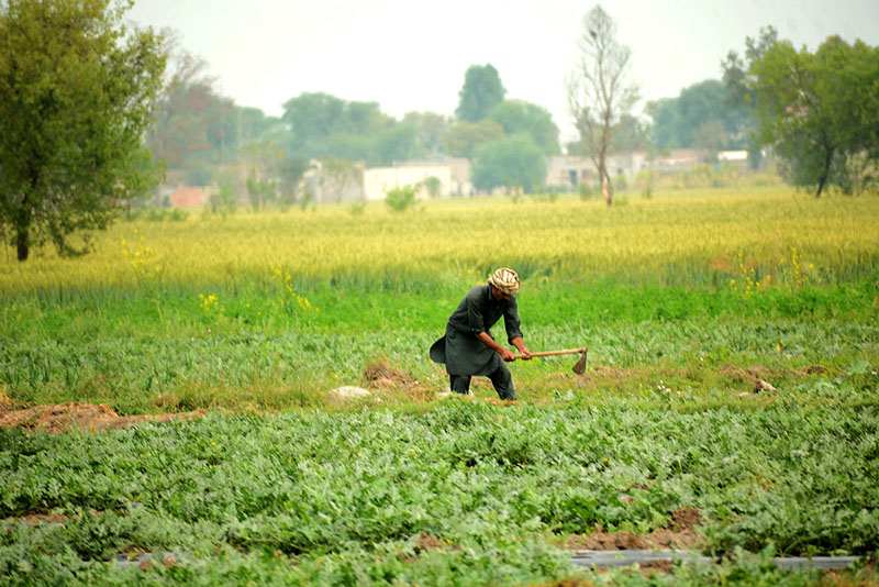 <em>A shepherd taking their herd of camels for grazing toward field</em>