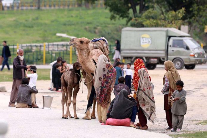 Nomad family waiting for customers to sell camel milk in the Federal Capital.