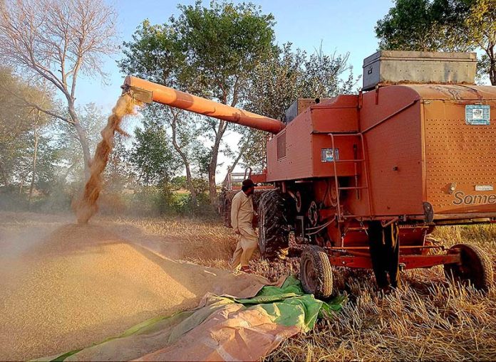 A farmer is engrossed in reaping his wheat crop in the field with the assistance of a harvester