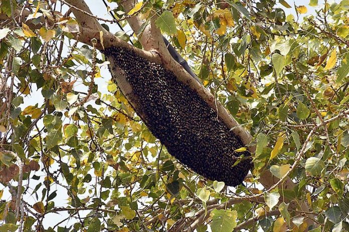 A giant honey bee hive on a tree branch at Jinnah Bagh