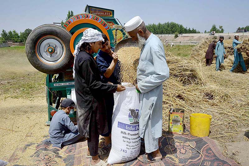 Farmer using a thresher machine to separate wheat from chaff at Northern Bypass