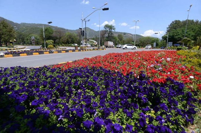 An attractive view of seasonal flowers flourishing and blooming at roadside in the Federal Capital