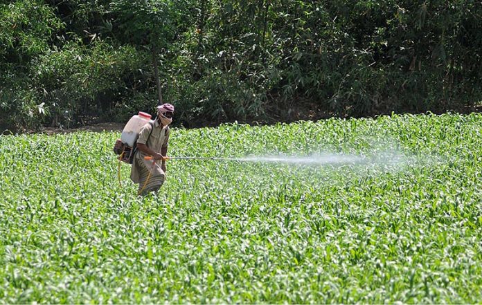 A farmer is spraying pesticides on the crop at his field