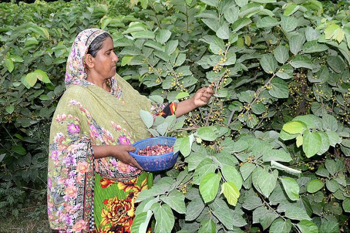 Farmer is plucking seasonal fruit Falsa at her Garden