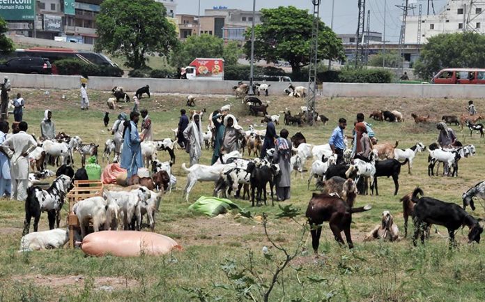 Vendors displaying sacrificaial animals to attract the customers in connection with upcoming Eid ul Adha at Sacrifical animal Market