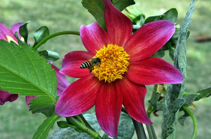 Honey bee extracting nectar from the seasonal flower