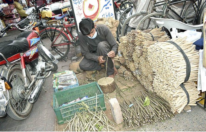 A man is preparing traditional tooth bursh (Miswak) at Qila Gujjar Singh Area