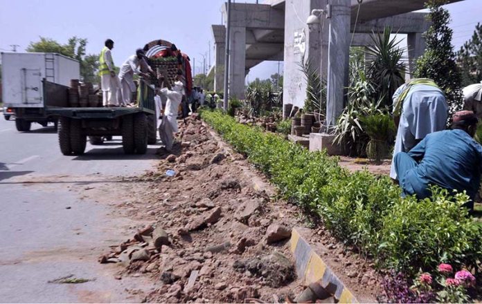 CDA workers busy in sapling plants along 9th Avenue roadside greenbelt in the Federal Capital