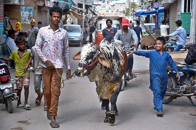 A sacrificial cow being brought down through a crane for selling purpose. It is mentioned here that an owner of the sacrificial animals brings up these animals on the roof of his house and sell them as Eid ul Adha approaches