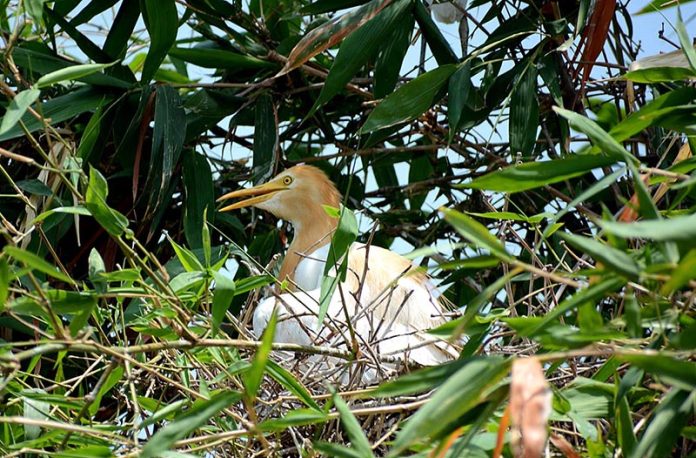 A bird is sitting on the eggs at her nest