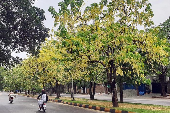 A beautiful view of seasonal flowers flourishing on trees at F-7 in Federal Capital