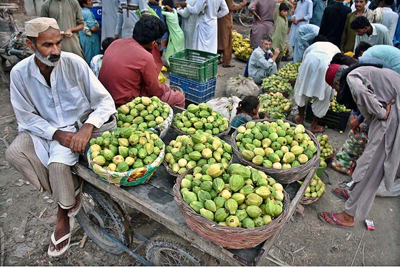 A vendor arranging and displaying the seasonal fruit (Dates) to attract the customers during at Fruit Market