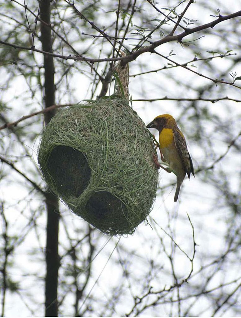 A bird is making a nest along the branches of a tree