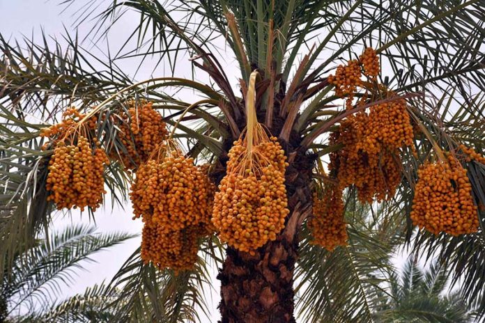 A view of dates tree full of fruit at dates garden