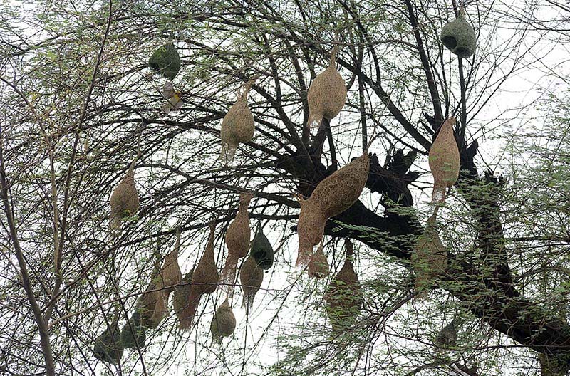 A bird is making a nest along the branches of a tree