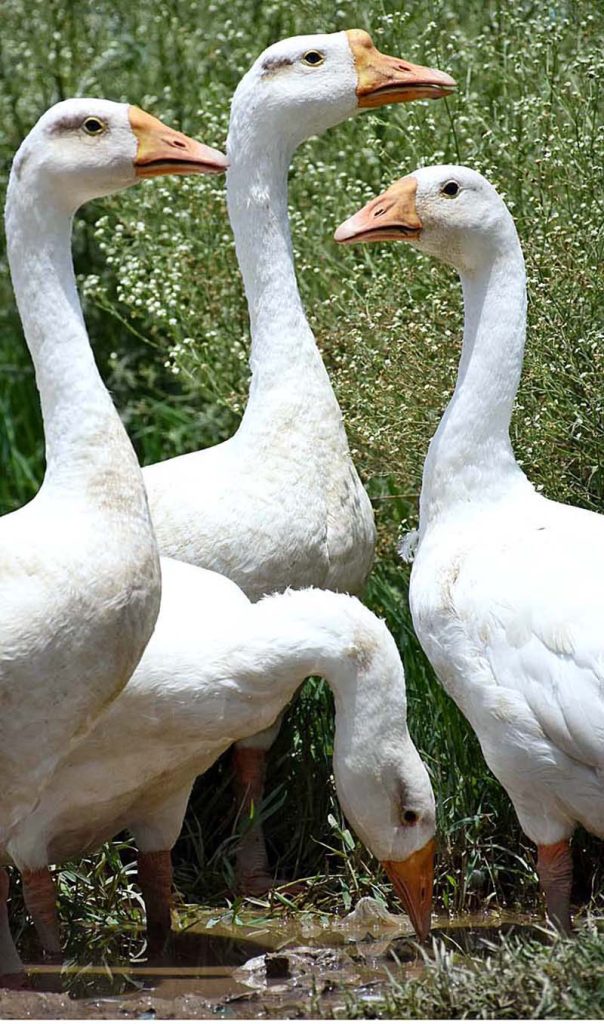 Flock of ducks searching for food at Chakbeli Road