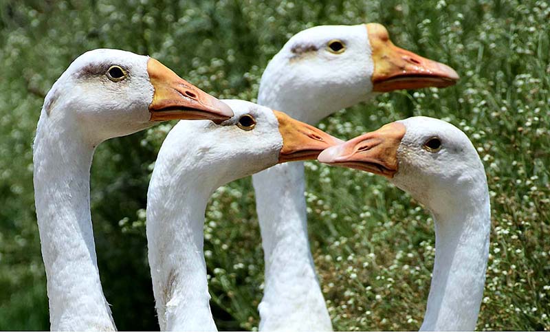 Flock of ducks searching for food at Chakbeli Road