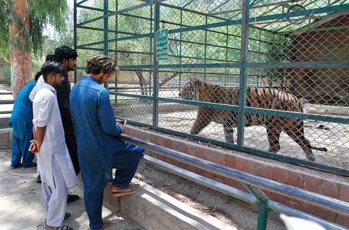 People are watching tiger while visiting at Bahawalpur Zoo