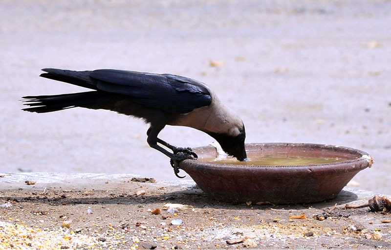 Thirsty crow drinking water to fulfill thirst from clay made pot during ...