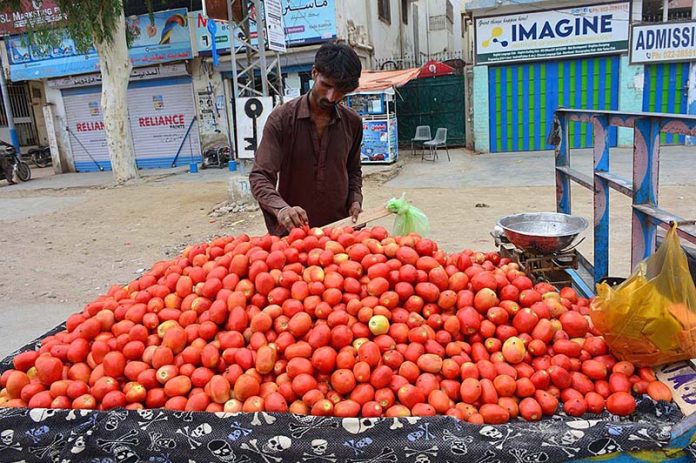 A vendor displaying the tomatoes to attract the customers at Qasimabad