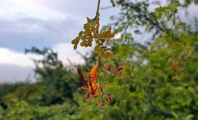 A view of red wasp sitting on branch of tree