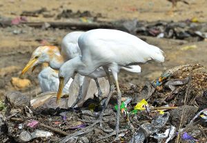 Gypsy people searching valuables items in the garbage at Latifabad