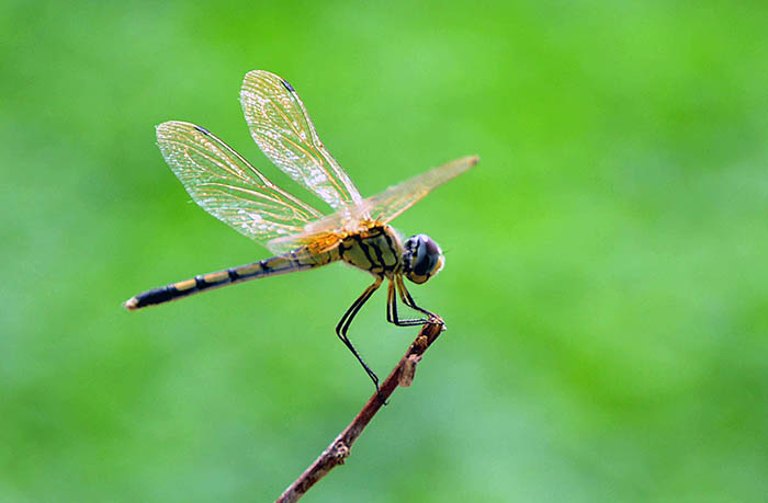 A dragonfly sitting on the plant at local park.