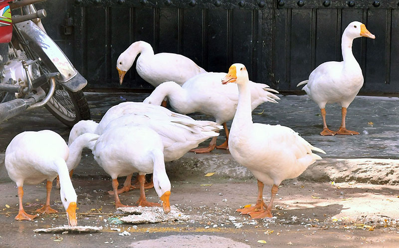 A flock of ducks picking food on the roadside