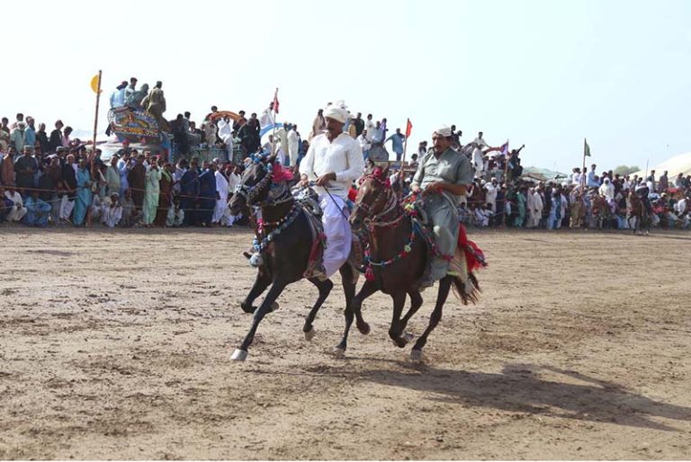 A view of Bull Race near the shrine of Shah Abdul Latif Bhitai on the ...