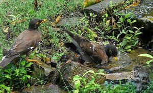 Birds enjoying in the water during hot weather in the city. 