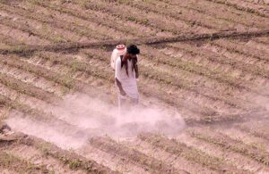 Farmer busy spraying pesticides on the crop to protect them from insects at his field