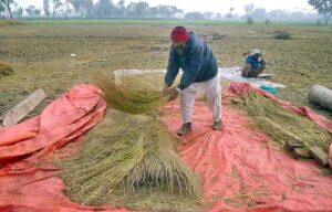 A farmer busy in thrashing rice in traditional way in his field