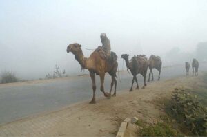 A view of camels walking on roadside during foggy weather in the city