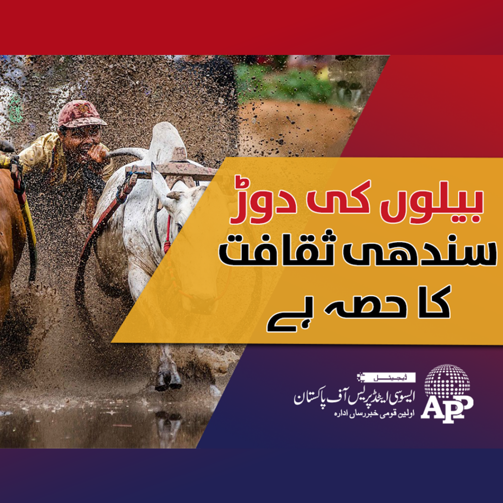 Cow Racing is Culture of Sindh Sindhi Culture APP Exclusive