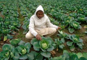 A farmer checking vegetable before plucking in a filed