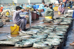 Vendors selling fish at Ibrahim Haideri area in the city