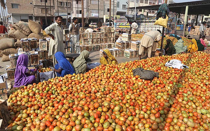 Labourer women busy packing the tomatoes in the wood box at vegetables ...