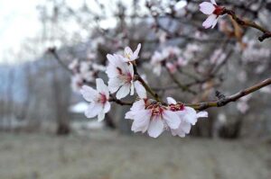 An attractive and eye catching view of apricot blossom blooming to mark spring season in Northern area of Pakistan