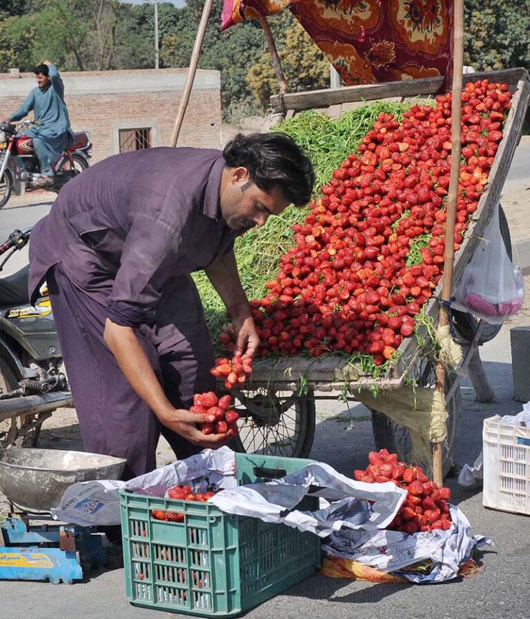 A vendor busy in arranging and displaying seasonal fruit strawberry to ...