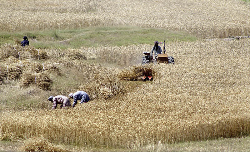 Farmers are busy in cutting wheat crop with the help of tractor at ...