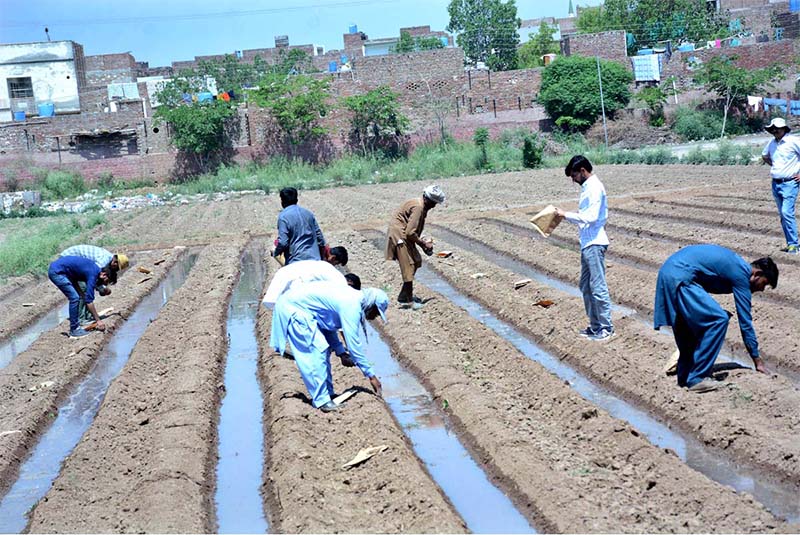 sowing of cotton seeds