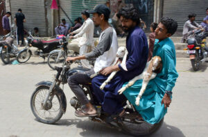 Persons holding goats while sitting on the rear seat of a motorcycle at fort road.